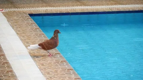 Close-up beautiful brown dove drinks water from a blue pool and slowly flies Stock Footage 134625896