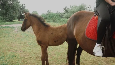 Close up of beautiful brown little horse Stock Footage