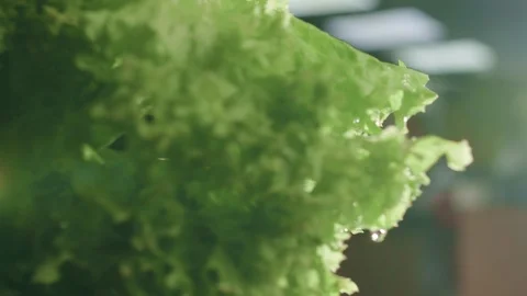 Close-up from beautiful bunch of green lettuce shakes off water. Video in slow Stock Footage 111705011