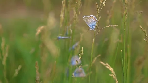 Close up of a beautiful butterflies Stock Footage 90444923