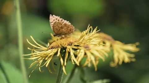 Close-up of a beautiful butterfly on a flower. Stock Footage 343631533