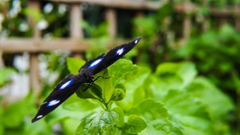 Close Up Of Beautiful  Butterfly On A Leaf Stock Photos