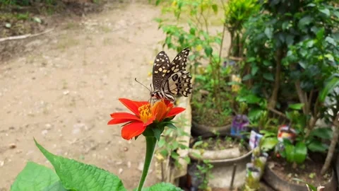 Close up, with A beautiful butterfly perched up one red chrysanthemum. Stock Footage 157948275