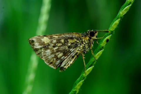 Close up of a beautiful butterfly Stock Photos