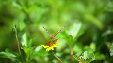 Close up of a beautiful butterfly slowly flapping wings on a yellow flower 動画素材 336864070