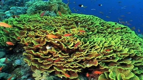 Close-Up of Beautiful Cabbage Coral in Red Sea Stock Footage 300073560