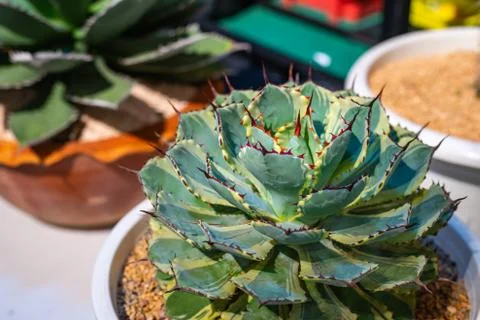 Close up beautiful cactus 스톡 사진