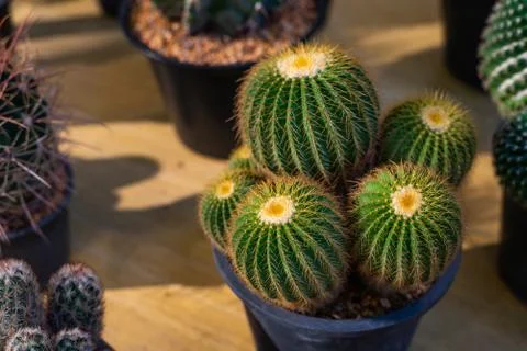 Close up beautiful cactus 스톡 사진