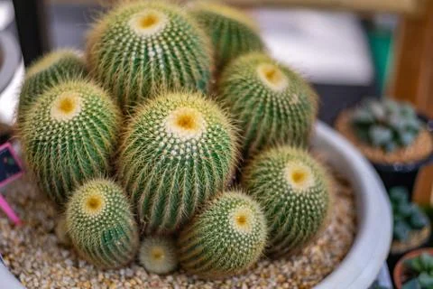 Close up beautiful cactus 스톡 사진