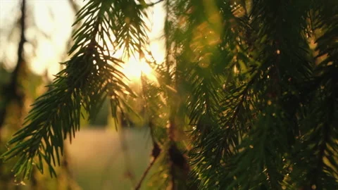 Close up of beautiful calm sunshine through green pine branch Stock Footage 201327004