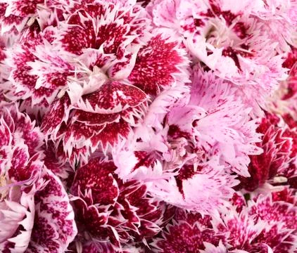 Close-up beautiful carnations Stock Photos