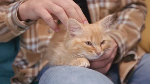 Close up of beautiful cat laying on man's lap. Male owner with checkered shirt Stock Footage 263026025