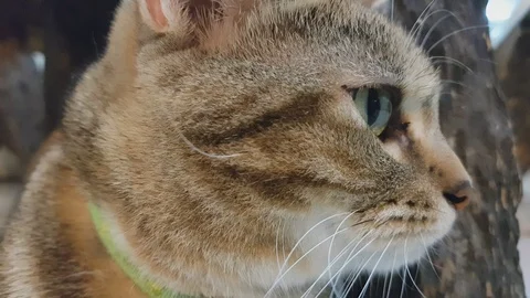 Close up beautiful a cat looking left and right, 스톡 동영상 95680752