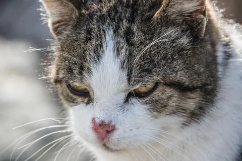 Close-up beautiful Cat Stock Photos