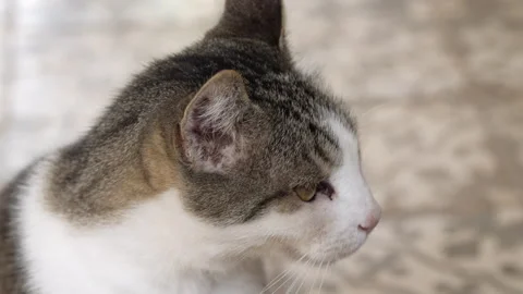 Close Up of a beautiful Cat watching around. Blurred stylish floor on background Stock Footage 245457403