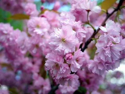 Close up of beautiful cherry blossoms Stock Photos