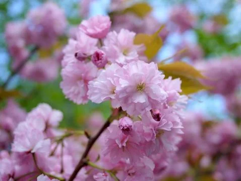 Close up of beautiful cherry blossoms Stock Photos