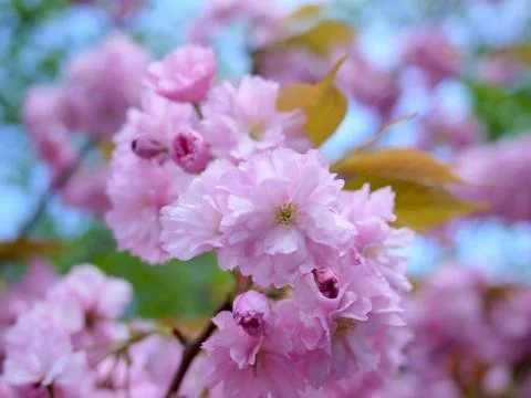 Close up of beautiful cherry blossoms Stock Photos