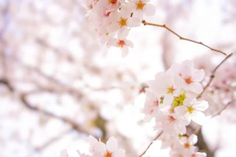 Close-up of Beautiful Cherry Blossoms Stock Photos