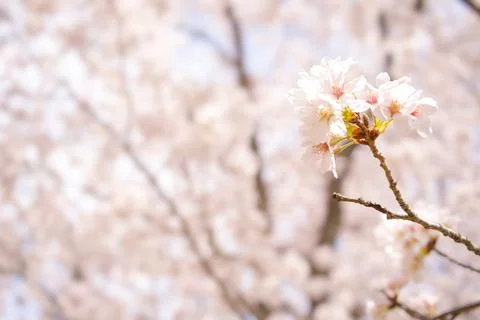 Close-up of Beautiful Cherry Blossoms Stock Photos