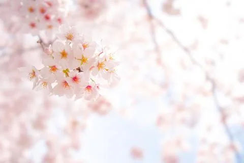 Close-up of Beautiful Cherry Blossoms Stock Photos