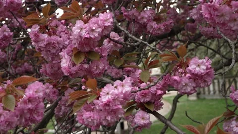 Close up beautiful cherry tree covered with pink blossoms in spring sunlight. Stock Footage 337948641