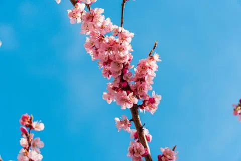 Close-up of beautiful cherry tree flower. Foto stock