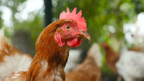 Close-up of a beautiful chicken. Slow motion Stock Footage 101027790