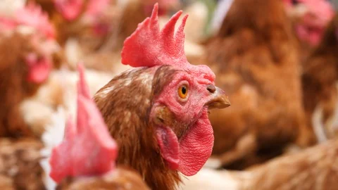 Close up of beautiful chickens Stock-Footage 96744979