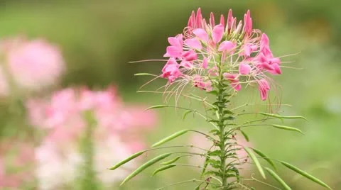 Close Up of a Beautiful Cleome Spinosa Stock Footage 12600331