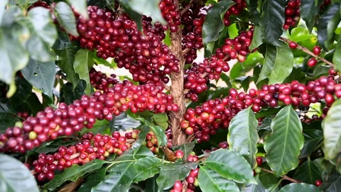 Close up of beautiful coffee beans in farm plantation Minas Gerais, Brazil. Stock Footage 128778656