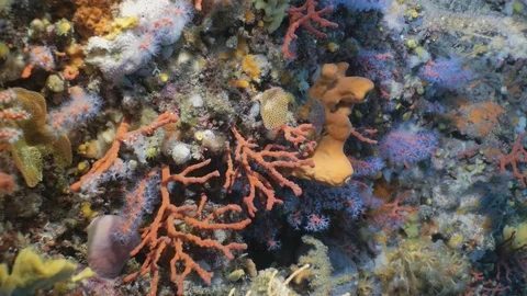 Close up of beautiful colony of Red Corals in Mediterranean Sea 動画素材 77479913