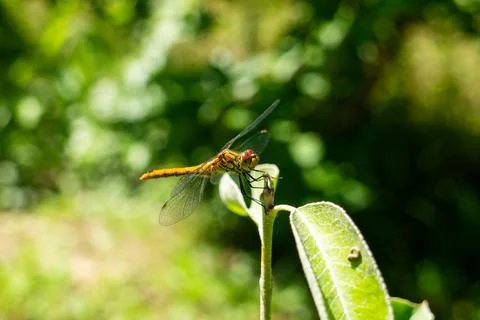 Close-up of a Beautiful Common Darter Dragonfly Perched on a Green Leaf Stock Photos