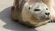 Close Up Of Beautiful Common (Harbour) Seal Pup Basking In The Sunshine. Stock Footage