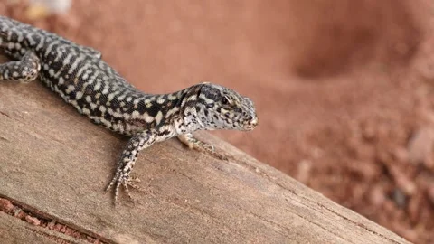 Close-up: beautiful common wall lizard (podarcis muralis) tilting head, blinking Stock Footage 245933750