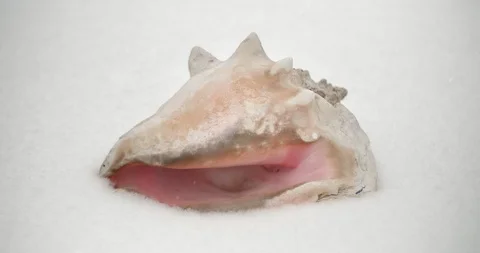 Close Up of Beautiful Conch Shell in Snow 库存影片 86340123