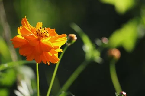 Close up of beautiful Cosmos flowers on green background. Stock Photos