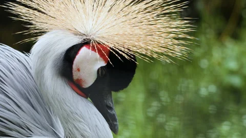 Close-up of a beautiful crowned crane 스톡 동영상 142771050