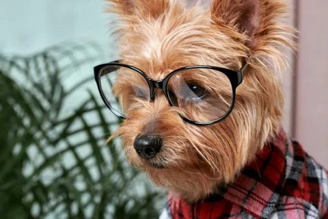 Close up of a beautiful cute muzzle of a small dog in big glasses for eyesight. Stock Photos