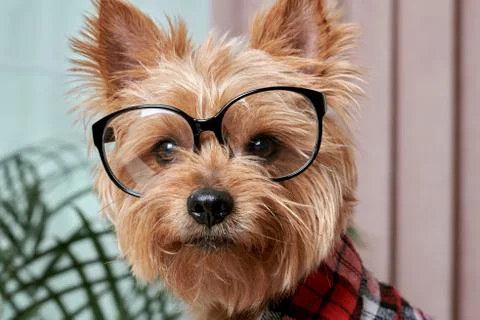 Close up of a beautiful cute muzzle of a small dog in big glasses for eyesight. Stock Photos