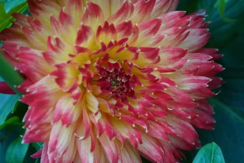 Close up of a Beautiful Dahlia Flower Bloom Stock Photos