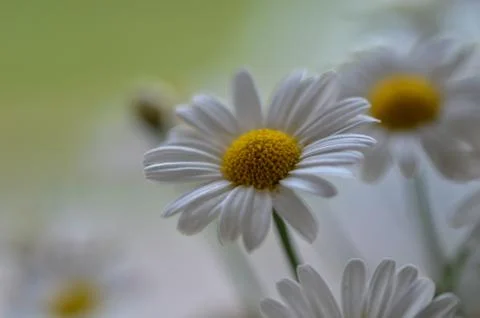 Close up of beautiful daisies Stock Photos