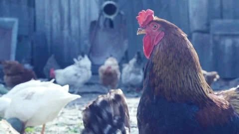 Close up of beautiful dark brown rooster. Slow motion Stock Footage 246425767