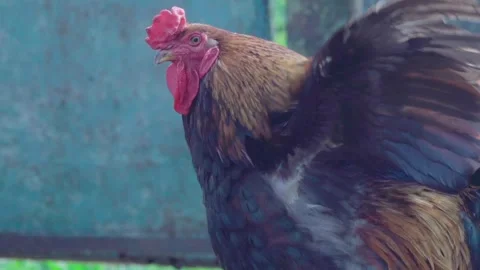 Close up of beautiful dark brown rooster. Slow motion Video stock 246425788
