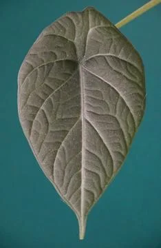 Close up of the beautiful dark green leaf of Alocasia Maharani Stock Photos