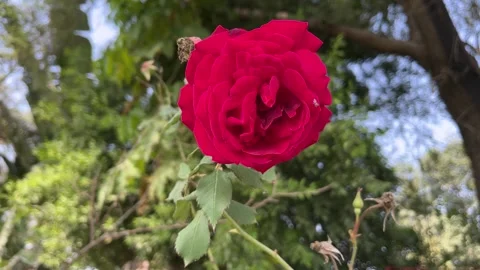 Close up of a beautiful deep red rose 스톡 동영상 328398584