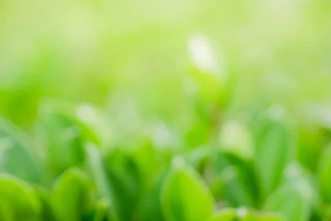 Close up beautiful defocus view of greenery blurred background and sunlight i Foto stock