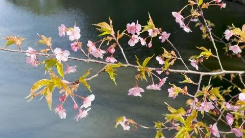 Close up of beautiful delicate pink cherry blossom flowers blooming with yo.. Vídeos de archivo 333165385