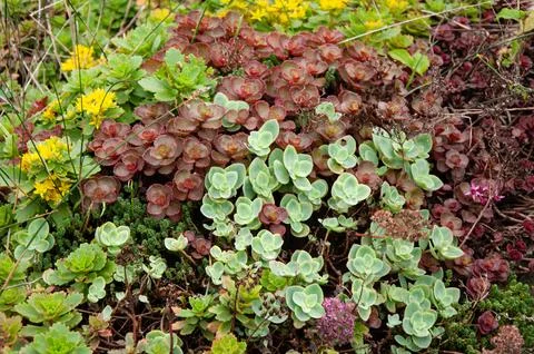 Close up of a beautiful dense carpet of mixed green and burgundy sedum succ.. Stock-Fotos