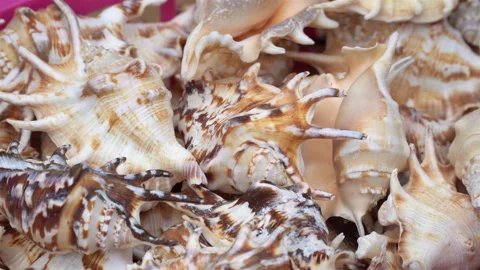 Close-up on beautiful, different-shaped and colorful seashells from the ocean. Stock Footage 106523018